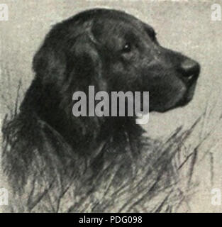 Allemand 141 Portrait Pointeur à poils longs Banque D'Images