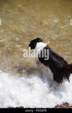 Le chien de berger Border Collie de vous rafraîchir dans la mer sur un été, Sidmouth, l'est du Devon, Royaume-Uni. Août, 2018. Banque D'Images