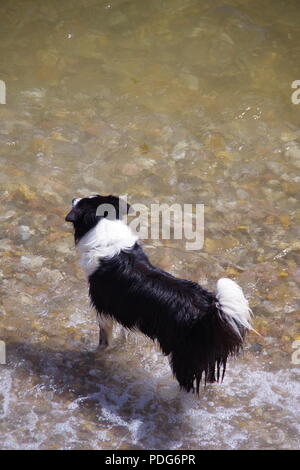 Le chien de berger Border Collie de vous rafraîchir dans la mer sur un été, Sidmouth, l'est du Devon, Royaume-Uni. Août, 2018. Banque D'Images