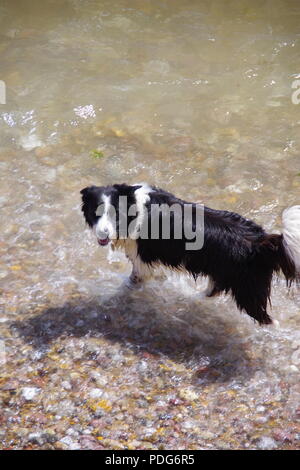 Le chien de berger Border Collie de vous rafraîchir dans la mer sur un été, Sidmouth, l'est du Devon, Royaume-Uni. Août, 2018. Banque D'Images