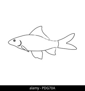 Albino,vivant,aquarium,bartel,bicolor,bas,caricature,barbues,des,epalzeorhynchos,epalzeorhynchus,FIN,feu,les poissons,aquarium,gris,eau douce,sol,icon,illustration,isolé,logo,labeo,marine,bouche,contours,,arc-en-rouge, rouge-queue, symbole,requins Queue queue,,,tropical,eau,blanc,wels,vecteurs vecteur, , Illustration de Vecteur