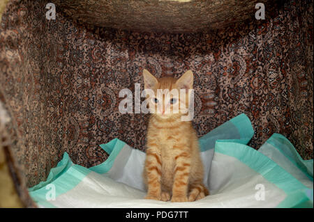 Un chat sauvé à Chelsea à New York, le vendredi 15 juin 2018. (© Frances M. Roberts) Banque D'Images