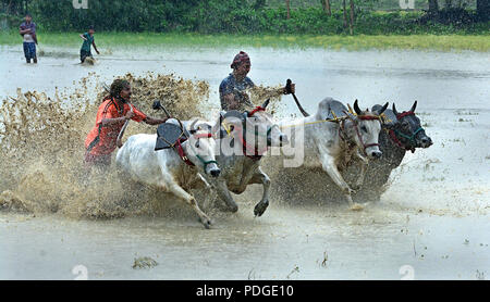 Moi Chara (Bull Race) - Ce taureau race est un festival rural de l'ouest du Bengale, où une paire de chaque course de taureaux d'autres. Cette course effectuée par agriculteur local. Banque D'Images