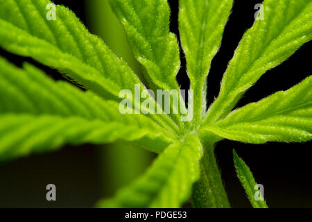 Close up macro photo d'une feuille de cannabis fond noir processus de culture botanique médicale pour la lutte contre les mauvaises herbes Banque D'Images