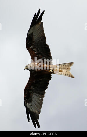 Red kites à Harewood Banque D'Images