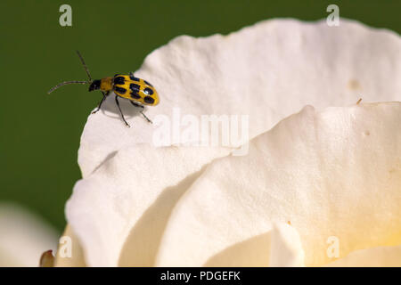 Repéré du concombre (Diabrotica undecimpunctata) sur un pétale de rose Banque D'Images