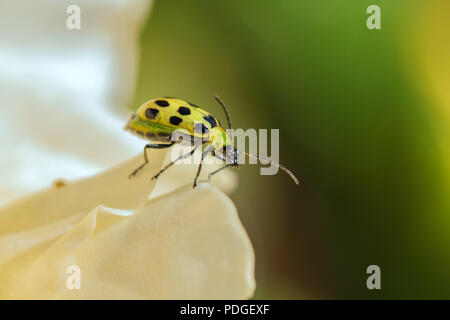 Repéré du concombre (Diabrotica undecimpunctata) sur un pétale de rose Banque D'Images