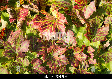 Feuilles de vigne le tournant du vert au rouge-brun avec le début de l'automne dans un jardin anglais Banque D'Images