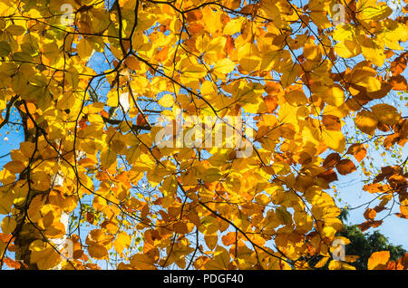 Un auvent de feuilles dorées sur un hêtre à maturité à la fin de l'automne dans un jardin anglais Banque D'Images