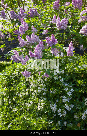 Une floraison Choisya couverture est surmontée d'un grand arbre de lilas (Syringa vulgaris Katherine Havemeyer) dans un jardin anglais Banque D'Images