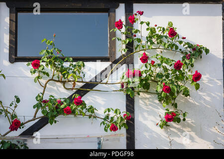 Rosa Etoile de Hollande de monter un vieux mur de la grange au Royaume-Uni et la floraison en mai Banque D'Images