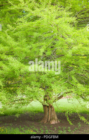 Swamp Cypress tree avec du vert feuillage plumeux dans un jardin anglais en juin Banque D'Images