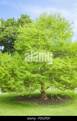 Swamp Cypress tree avec du vert feuillage plumeux dans un jardin anglais en juin Banque D'Images