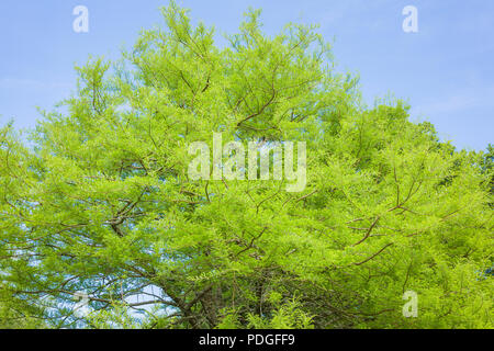 Swamp Cypress tree avec du vert feuillage plumeux dans un jardin anglais en juin Banque D'Images