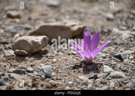 Macro d'une fleur de crocus violet solitaire dans le gravier Banque D'Images