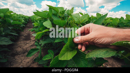 La gestion de la santé des plantes de soja, expert agronome examinant les feuilles des cultures au premier stade de développement Banque D'Images