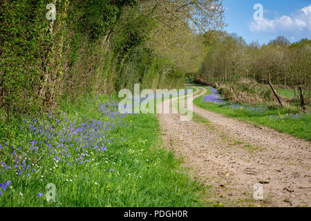 Bluebell commun floraison - Hyacinthoides non-scripta - à côté d'une route sinueuse dans une forêt au début du printemps Banque D'Images