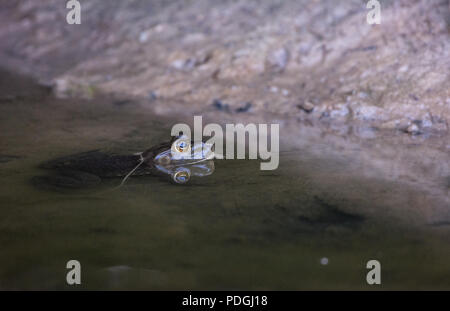 (Lithobates catesbeianus grenouille taureau américain) de Otero County, Colorado, USA. Banque D'Images