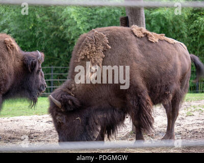 manteau en fourrure de bison