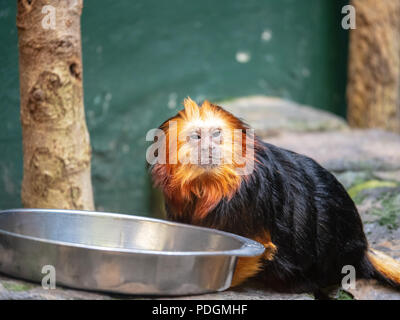 En voie de disparition à tête olden leontopithecus chrysomelas tamarin lion à partir d'un bol d'alimentation alimentation à l'intérieur dans un zoo Banque D'Images