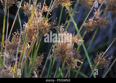 Rush commun (Juncus effusus) le long du bord de l'eau Banque D'Images