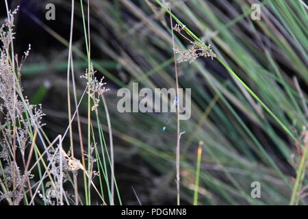 Rush commun (Juncus effusus) le long du bord de l'eau Banque D'Images