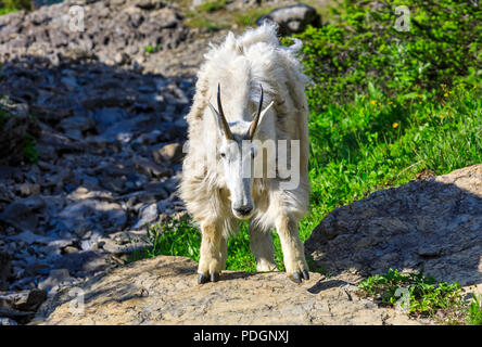 Une chèvre des Montagnes Rocheuses shaggy vérifie l'appareil photo alors qu'il broute le long de la route allant au soleil près de Logan Pass dans le Glacier National Park, Montana, USA Banque D'Images
