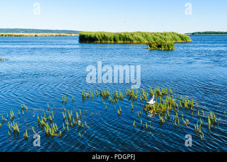 Mouette noir juvénile (Chroicocephalus ridibundus) sur un nid dans un lac d'eau douce. Lac Takern Emplacement en Suède. Banque D'Images
