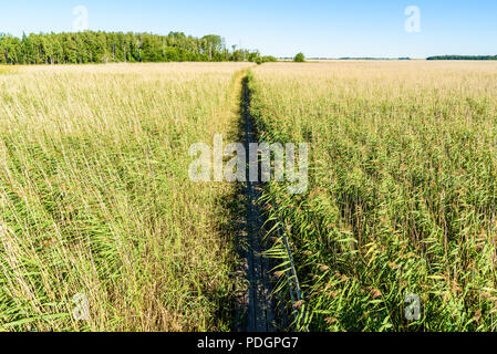 Sentier de bois par reed. Lac Takern Emplacement en Suède. Banque D'Images