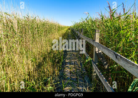 Sentier de bois par reed. Lac Takern Emplacement en Suède. Banque D'Images
