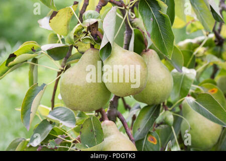 Pyrus communis 'Williams Bon Chrétien'. Fruits poire. Banque D'Images