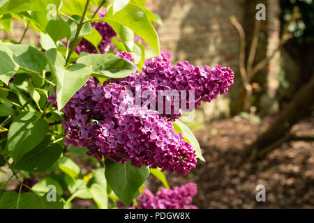 Fleurs lilas pourpre. Une branche de lilas en fleur, dans un jardin, un jour de printemps, gros plan. Banque D'Images