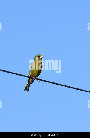 ;Greenfinch Carduelis chloris;perché sur le fil;North Uist;Ecosse Banque D'Images