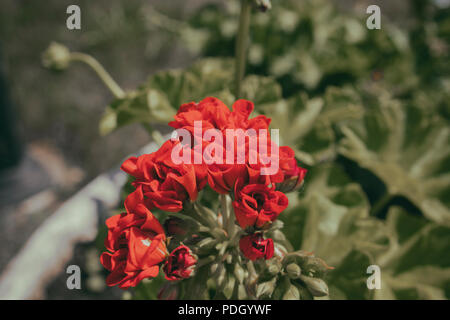 Ou Snapdragon Antirrhinum majus. Muflier en fleur. Des fleurs de jardin. Banque D'Images