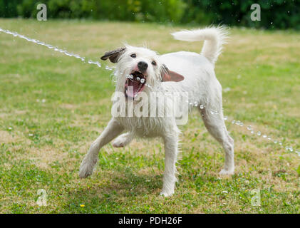 Jack Russell Terrier dog joue et les captures d'un jet d'eau d'un tuyau de jardin et des boissons l'eau douce sur une chaude journée d'été Banque D'Images