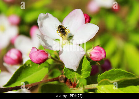 Abeille sur fleur de pommier ; libre d'un beau printemps apple tree Banque D'Images