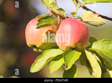 Deux pommes Red Delicious suspendu à une branche d'arbre dans un verger Banque D'Images