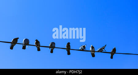 Pigeons et tourterelles sur wireMany assis sur le fil. Contre le ciel bleu. Banque D'Images