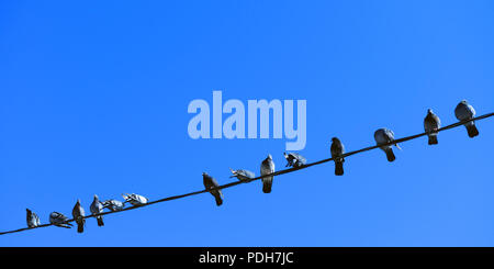 Pigeons et tourterelles sur wireMany assis sur le fil. Contre le ciel bleu. Banque D'Images