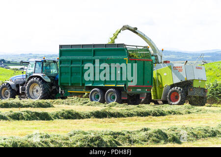 Castletownshend, West Cork, Irlande. 9 Août, 2018. Une belle journée ensoleillée en Castletownshend aux températures jusqu'à 19®C, qui après quelques pluies récentes ont permis à des agriculteurs pour recueillir leur deuxième coupé de l'ensilage. Credit : aphperspective/Alamy Live News Banque D'Images