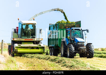 Castletownshend, West Cork, Irlande. 9 Août, 2018. Une belle journée ensoleillée en Castletownshend aux températures jusqu'à 19®C, qui après quelques pluies récentes ont permis à des agriculteurs pour recueillir leur deuxième coupé de l'ensilage. Credit : aphperspective/Alamy Live News Banque D'Images