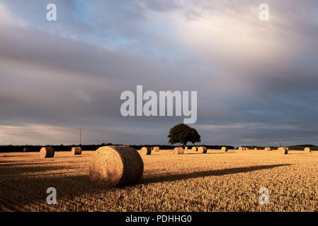 Rousdon, près de Lyme Regis, l'est du Devon, Royaume-Uni. 10 août 2018. Météo France : soleil du matin et sombres nuages dans Rousdon la couvaison, l'est du Devon. Le soleil brille à travers les nuages sombres d'un champ d'éclairage de ballots de paille et le moulage de grandes ombres d'avance sur les précipitations dans les régions rurales de l'est du Devon. Credit : Celia McMahon/Alamy Live News Banque D'Images