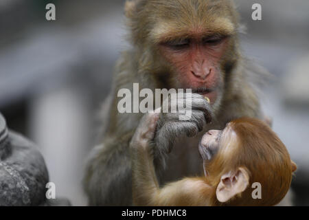 Katmandou, Népal. 10 août, 2018. Un singe alimente son cub à l'intérieur du Temple de Swayambhunath à Katmandou, Népal le Vendredi, Août 10, 2018. Credit : Skanda Gautam/ZUMA/Alamy Fil Live News Banque D'Images