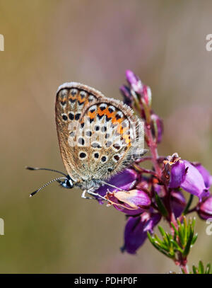 Silver cloutés femme bleu perché sur Heather Bell. Fairmile commun, ESHER, Surrey, Angleterre. Banque D'Images