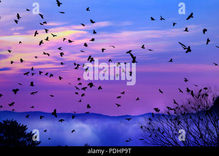 Groupe de corbeaux survolant le nuage Banque D'Images