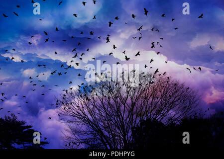 Groupe de corbeaux survolant le nuage Banque D'Images