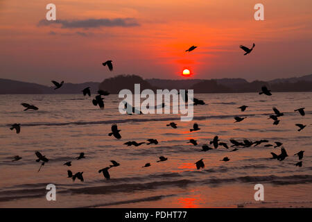 Groupe de corbeaux survolant le nuage Banque D'Images