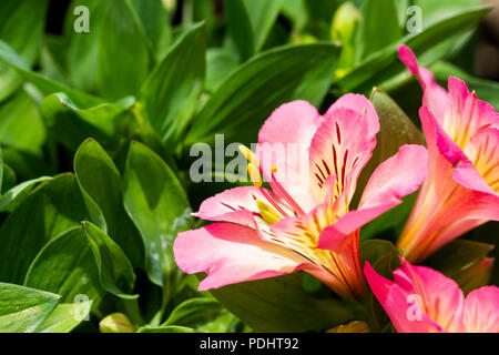 L'Alstroemeria fleurs roses close up, Dorset, UK Banque D'Images