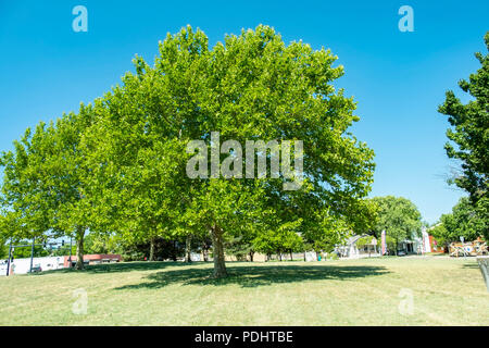 American Sycamore trees, Platanus occidentalis, au cours de l'été à Wichita, Kansas, États-Unis. Banque D'Images