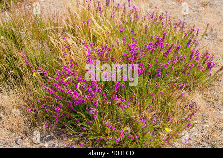 Erica cinerea, Heather Bell de plus en été, Dorset, UK Banque D'Images